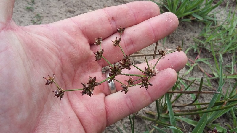 Juncus oxycarpus photo 6