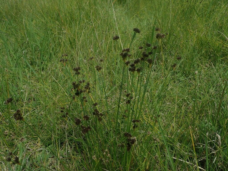 Juncus oxycarpus photo 7