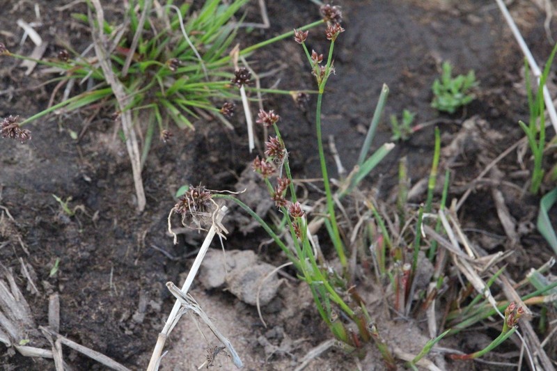 Juncus oxycarpus photo 8