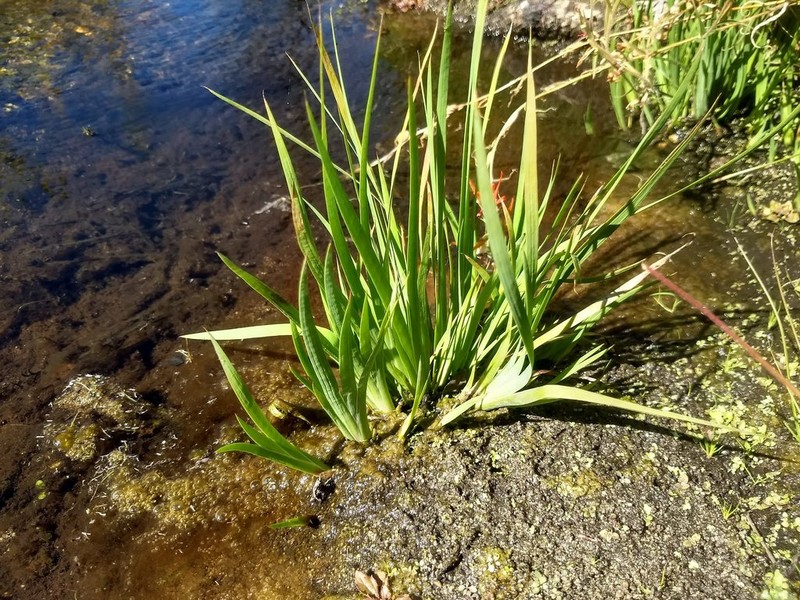 Pointed Rush photo 5