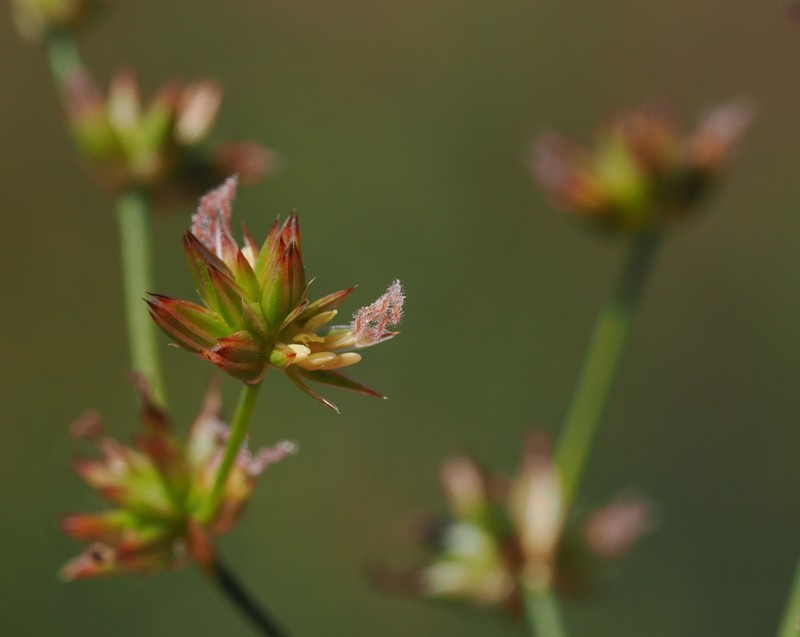 Pointed Rush photo 6