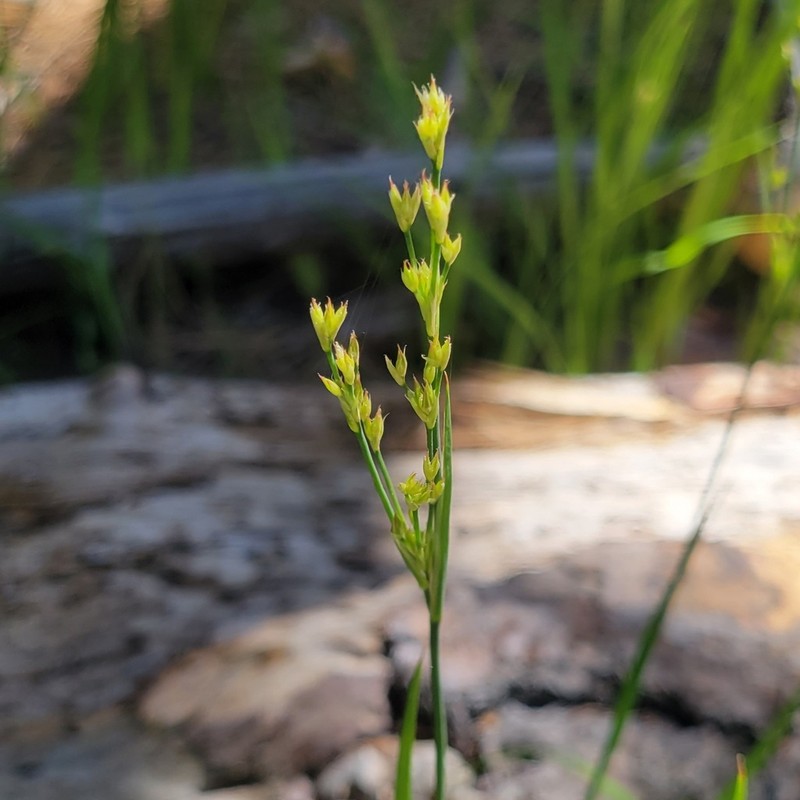 Pointed Rush photo 8