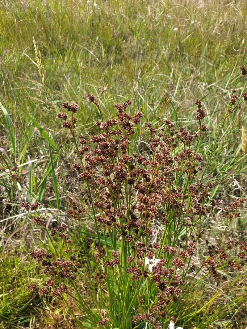 Juncus pallescens