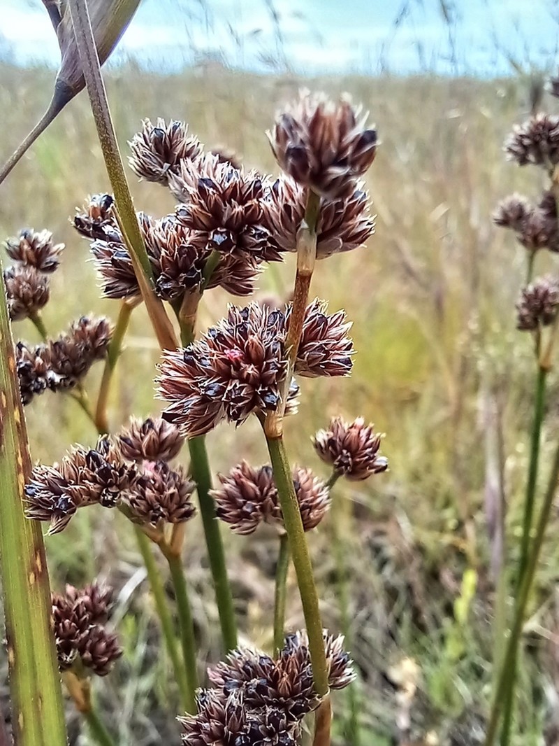 Juncus pallescens photo 2