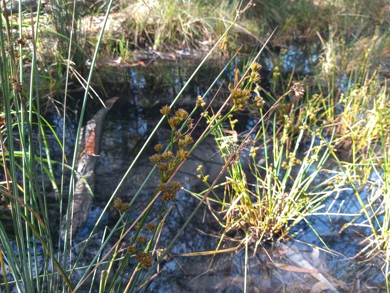 Juncus pallescens photo 3