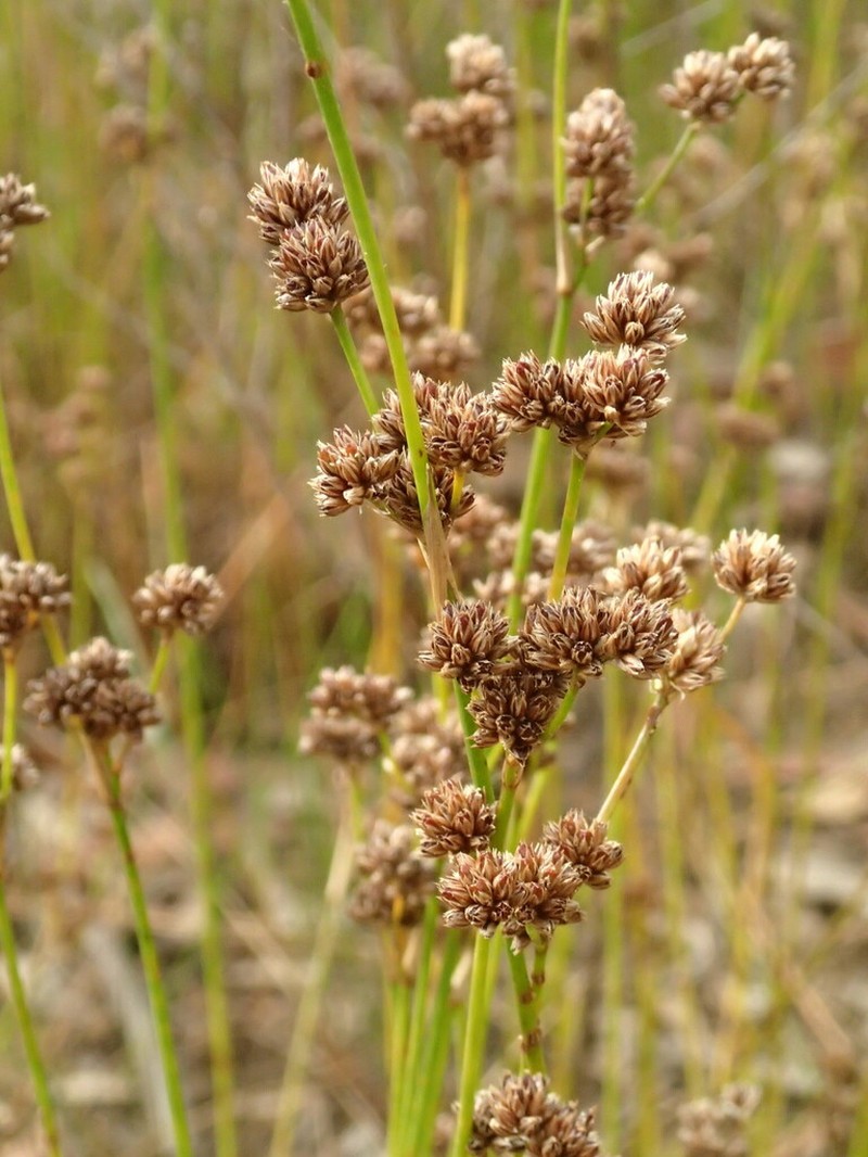 Juncus pallescens photo 4