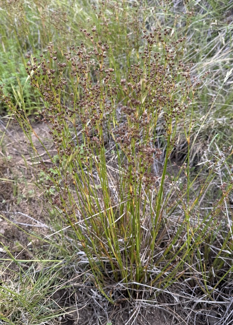 Juncus pallescens photo 5