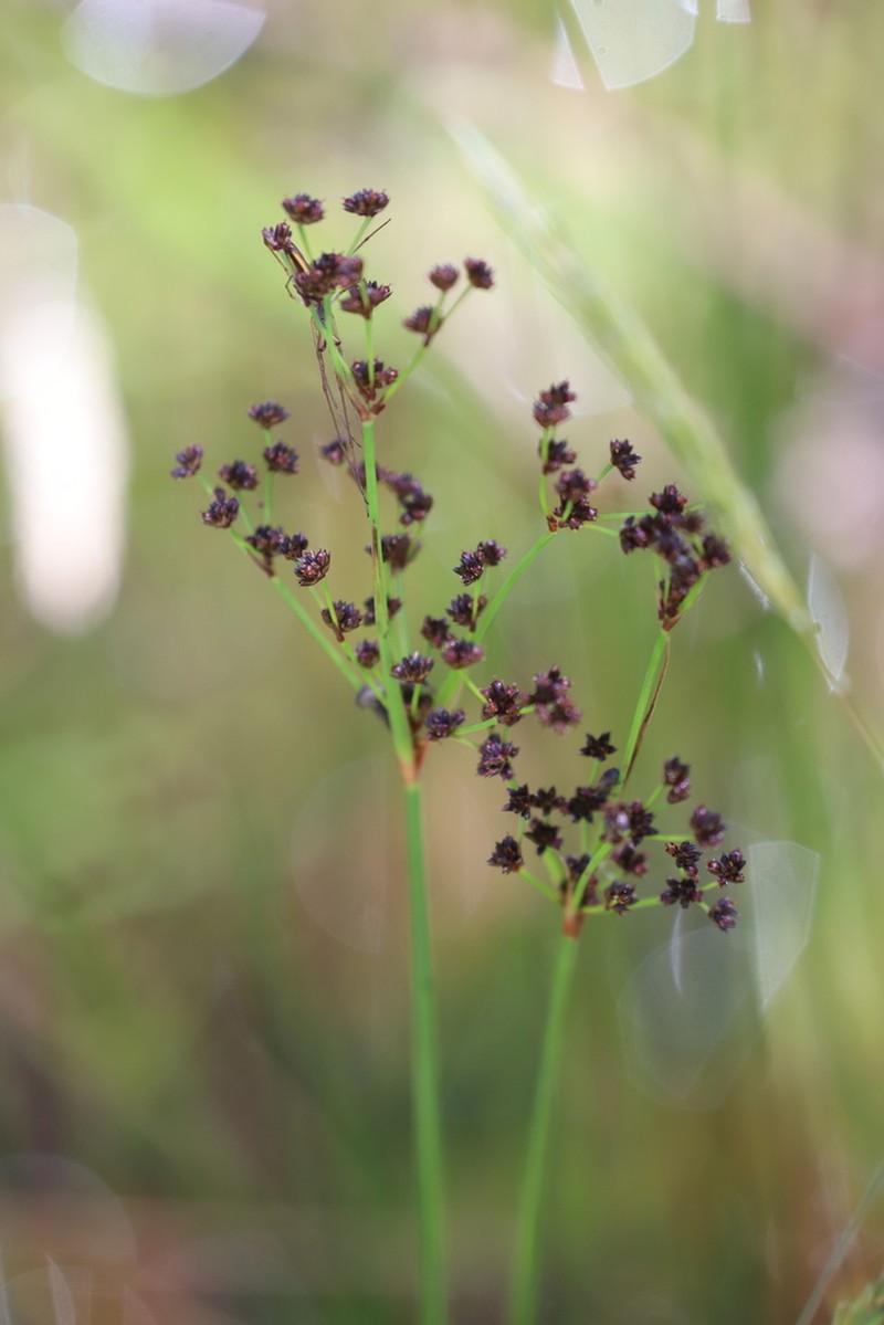 Juncus pallescens photo 6