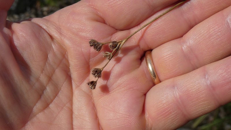 Juncus pallescens photo 7