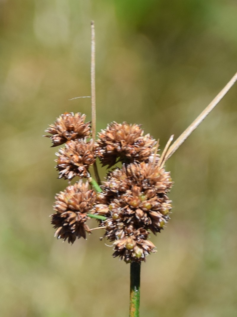 Juncus pallescens photo 8