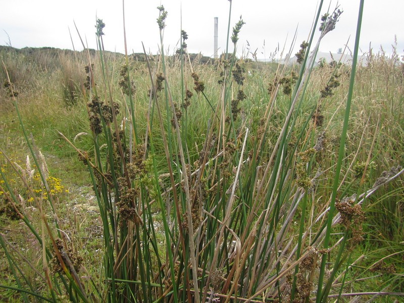 Pale Rush photo 2