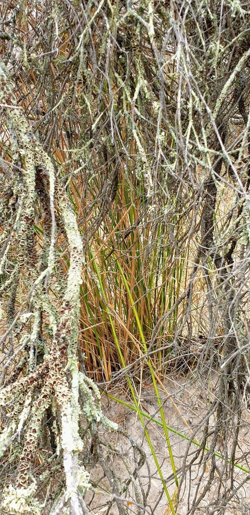 Pale Rush photo 3