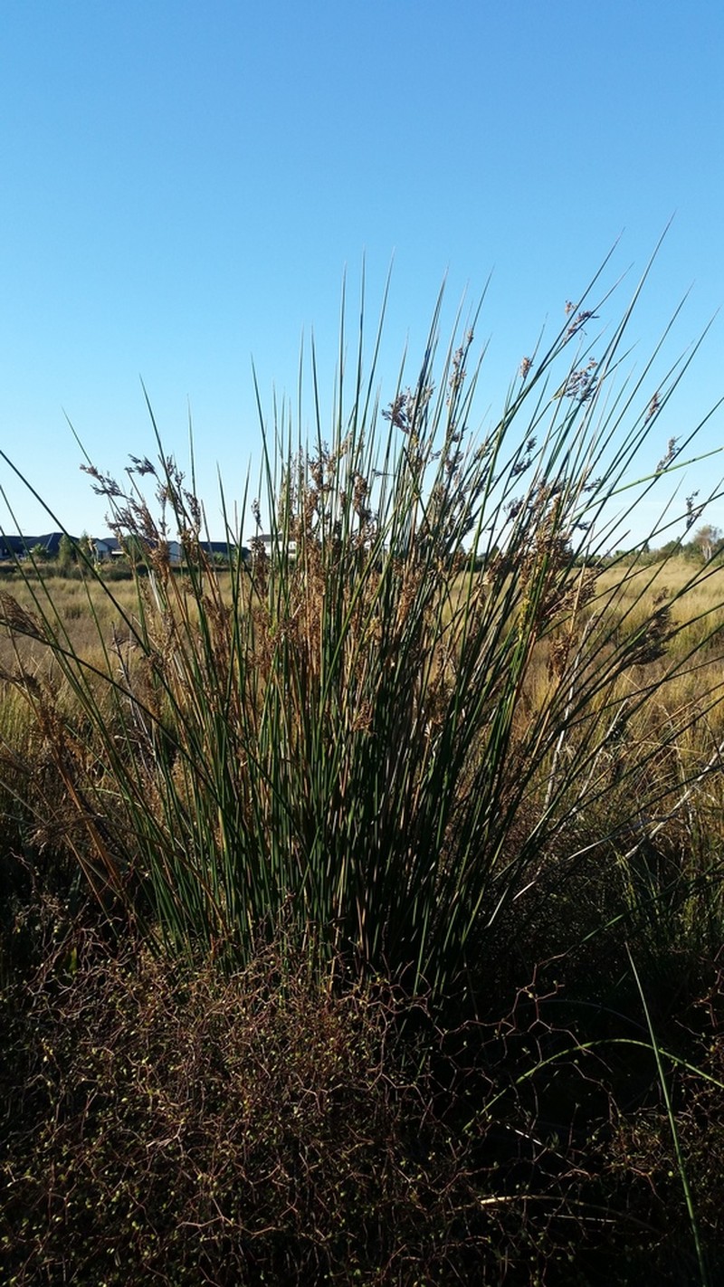 Pale Rush photo 5