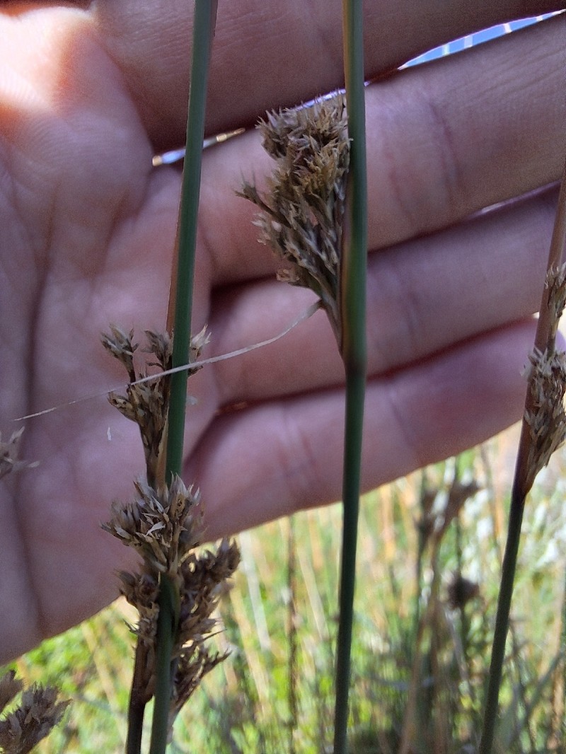 Pale Rush photo 6