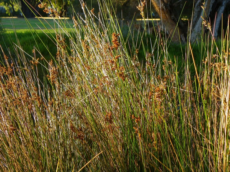 Pale Rush photo 4