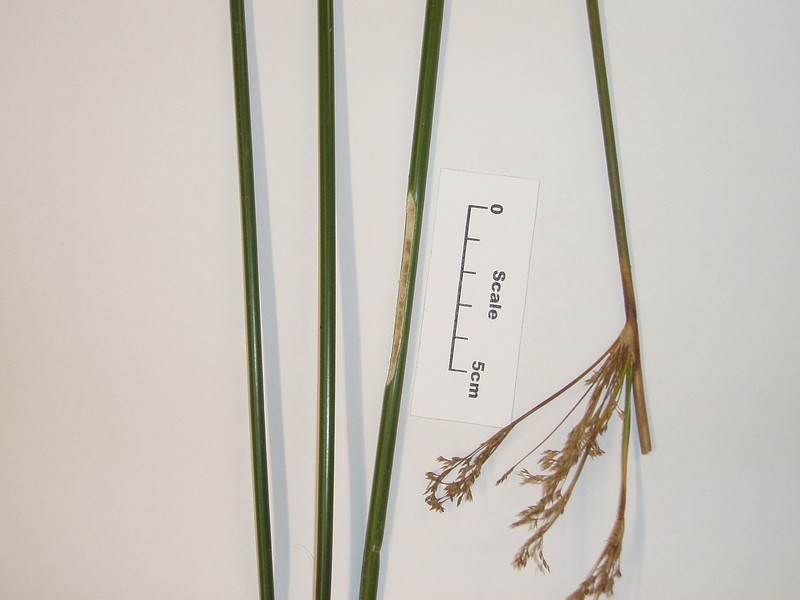 Pale Rush photo 5
