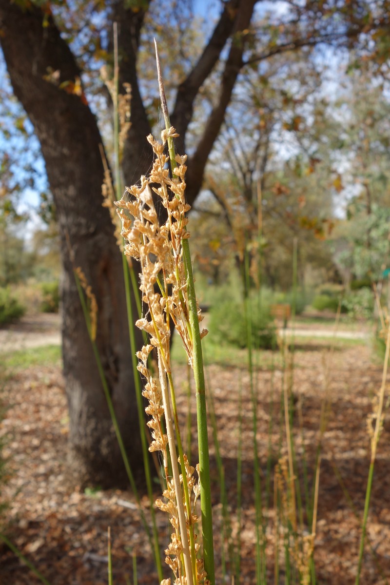 Pale Rush photo 2