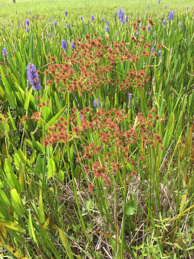 Swamp Rush photo 2