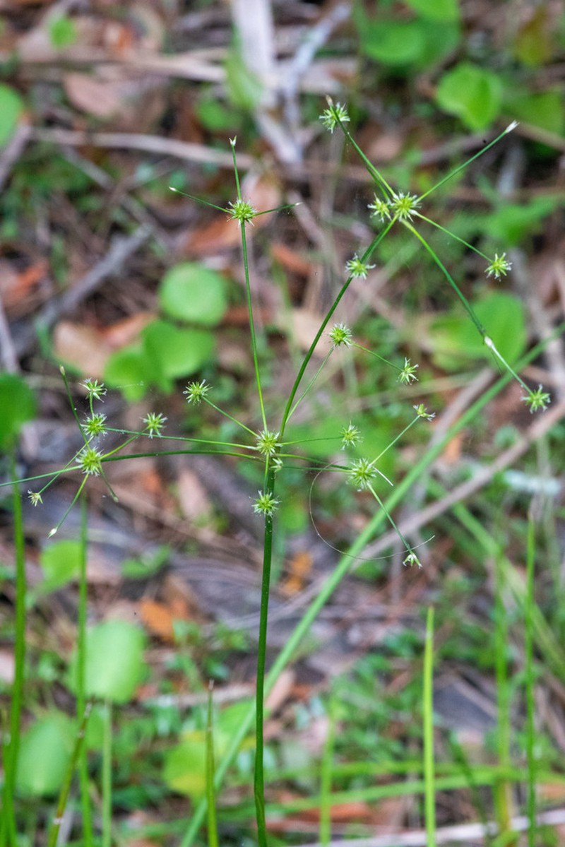 Swamp Rush photo 5