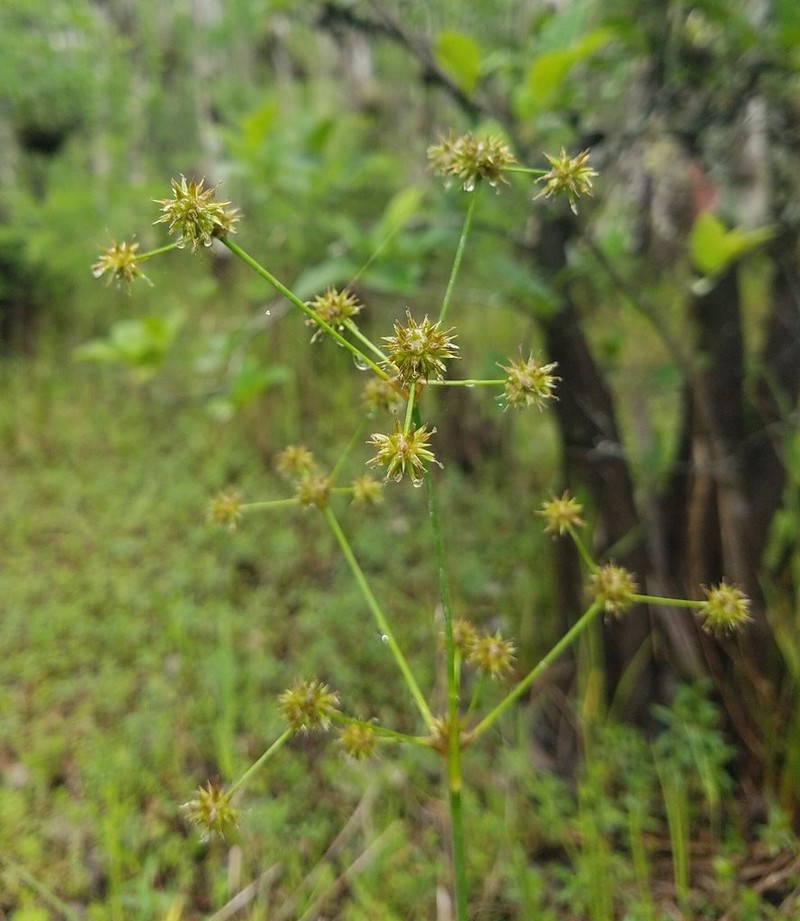 Swamp Rush photo 6