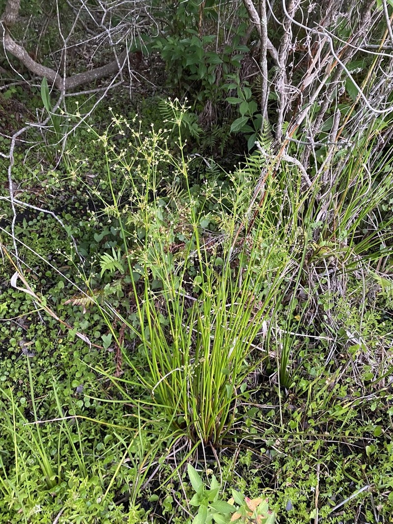 Swamp Rush photo 8