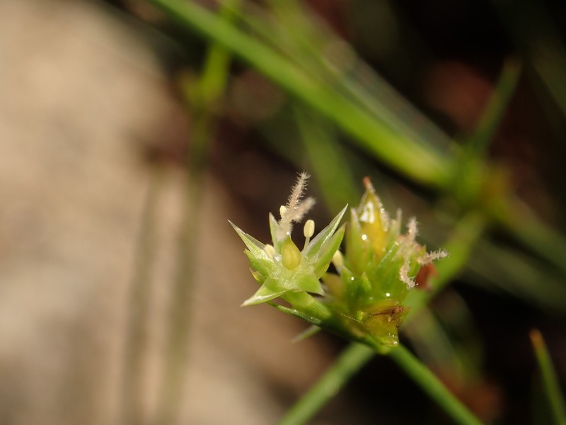 Juncus papillosus