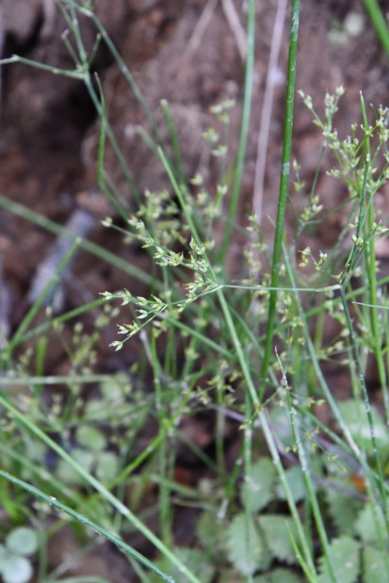 Juncus papillosus photo 3