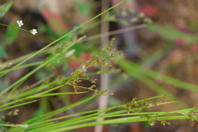 Juncus papillosus photo 4