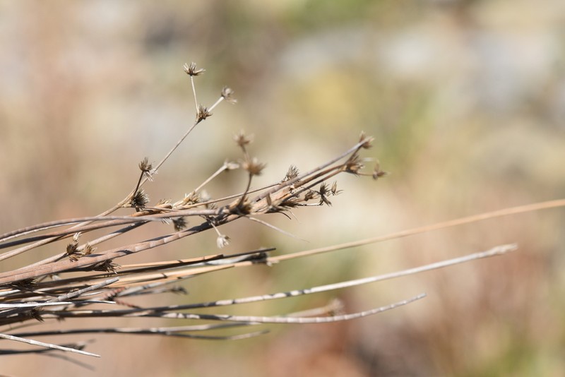 Juncus papillosus photo 5