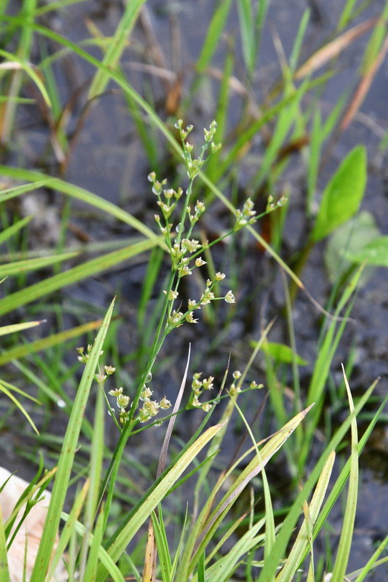 Juncus papillosus photo 6