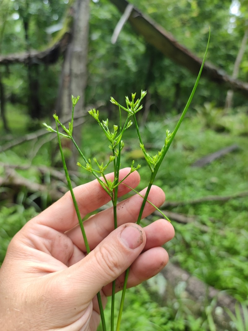 Juncus papillosus photo 7
