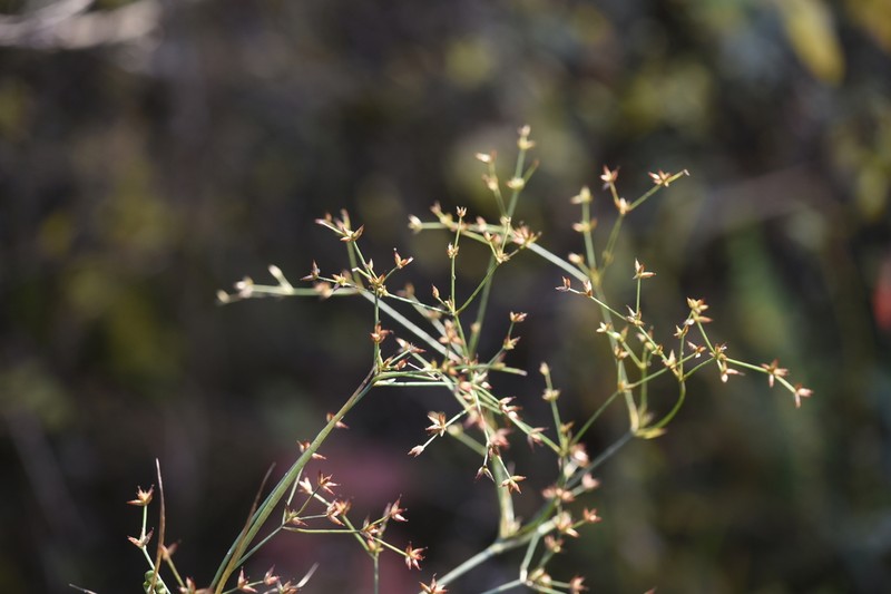 Juncus papillosus photo 8