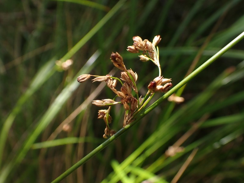 Juncus pauciflorus