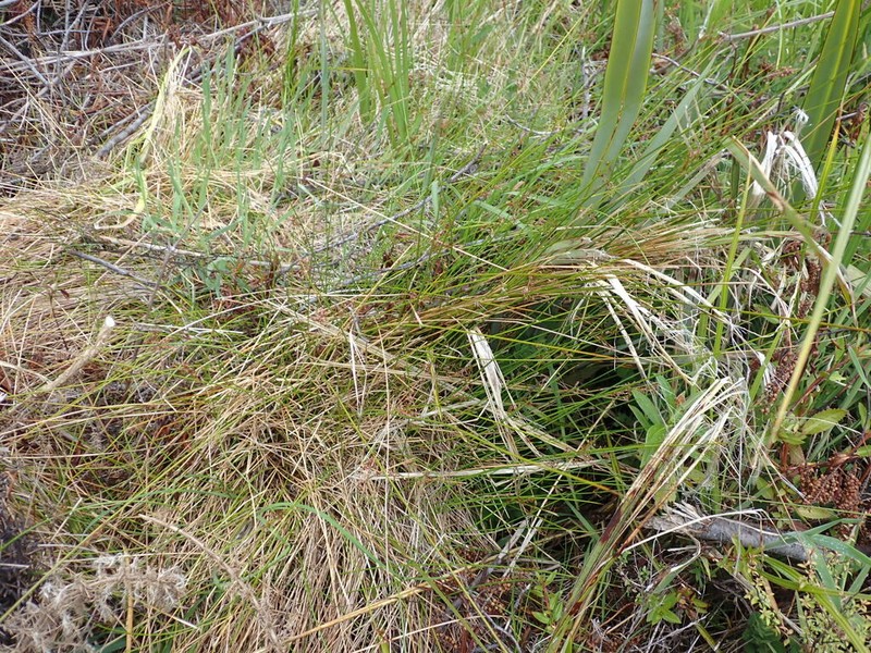Juncus pauciflorus photo 2