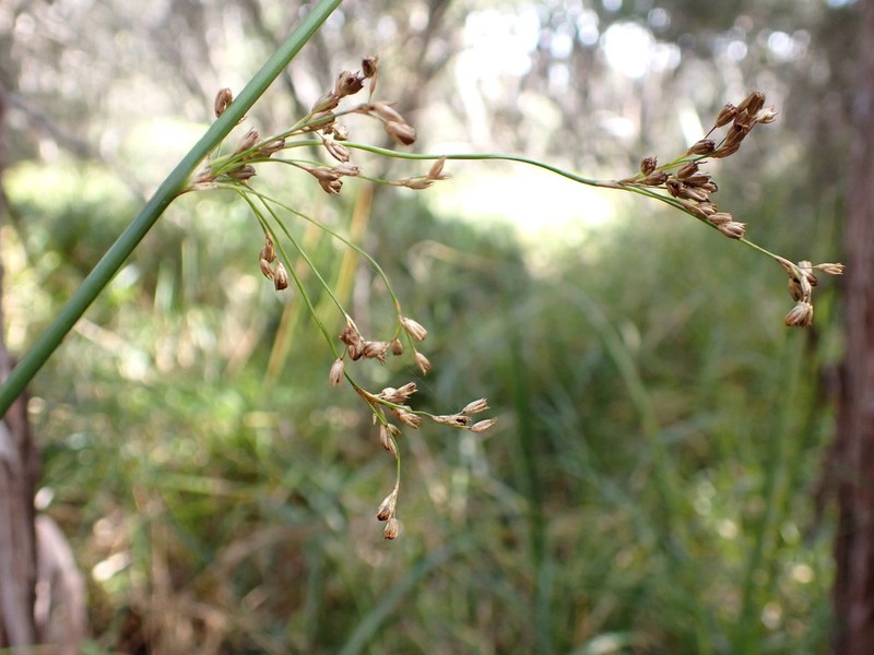Juncus pauciflorus photo 3