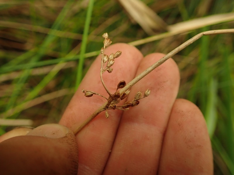 Juncus pauciflorus photo 4