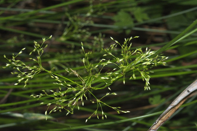 Juncus pauciflorus photo 5