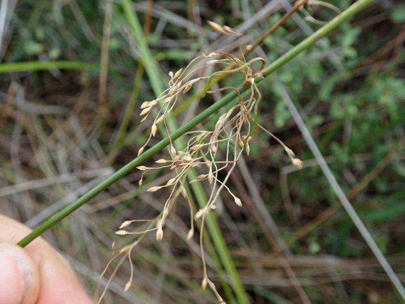 Juncus pauciflorus photo 6