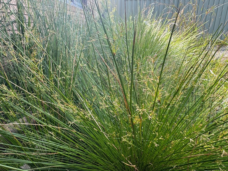 Juncus pauciflorus photo 7