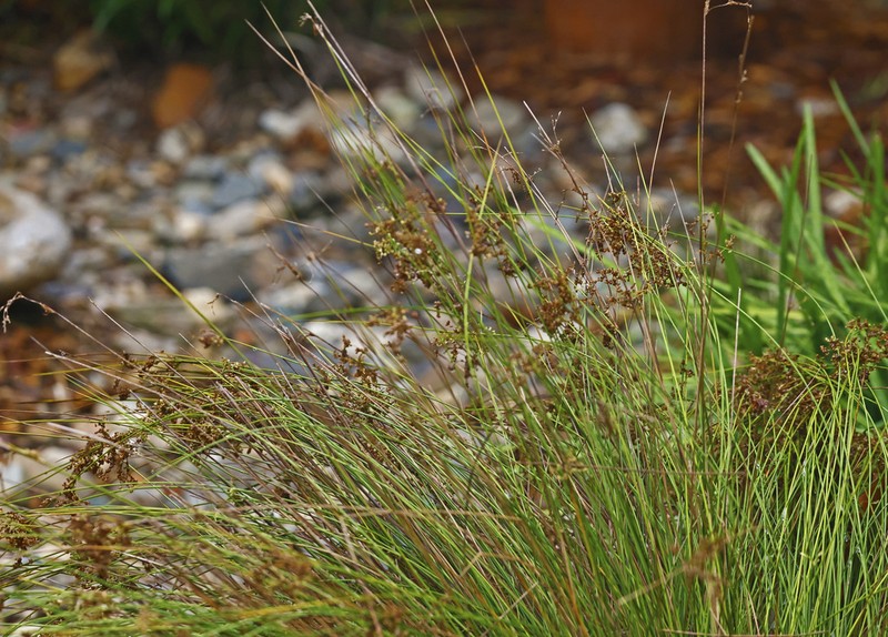 Juncus pauciflorus photo 8