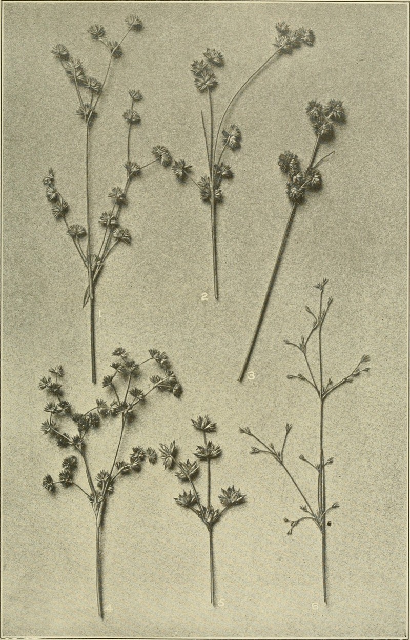 Brownfruit Rush photo 2