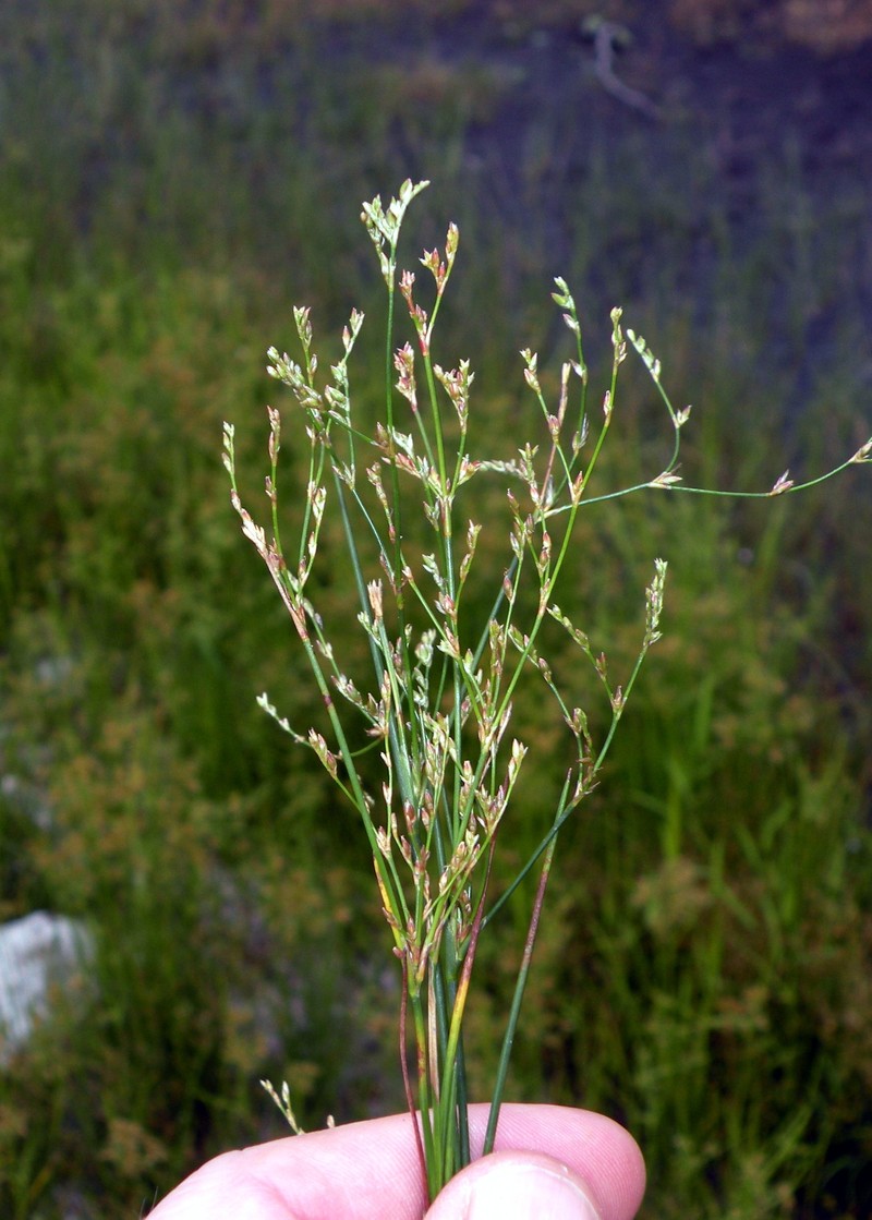Brownfruit Rush photo 3