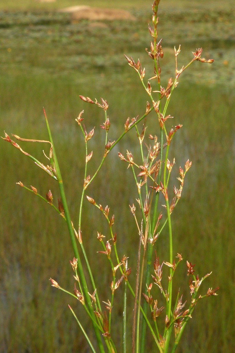Brownfruit Rush photo 5