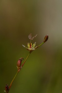 Brownfruit Rush