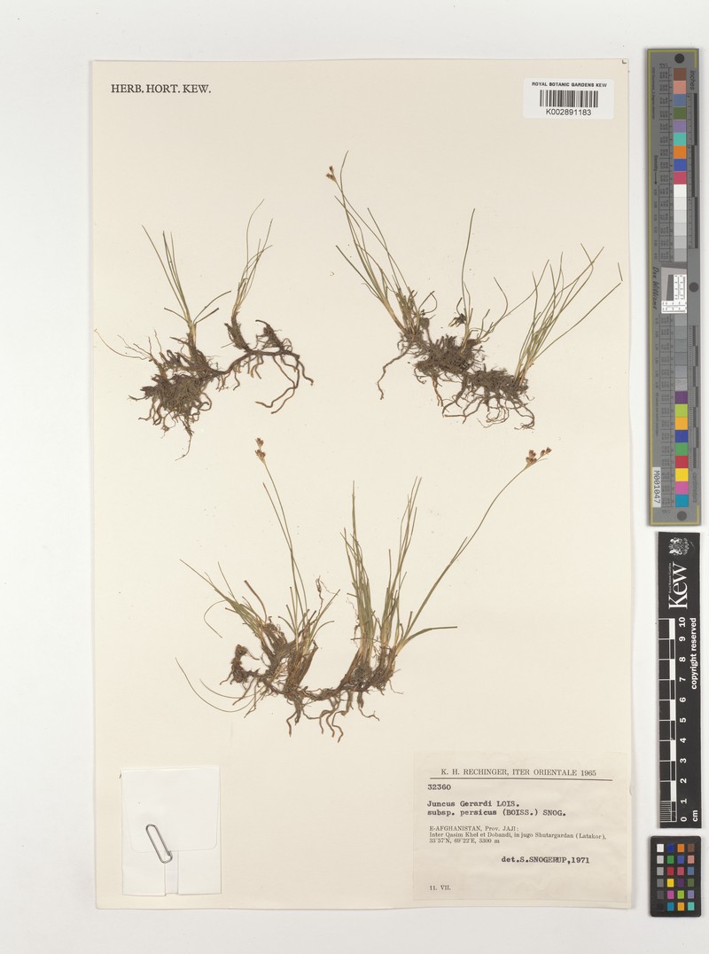 Juncus persicus subsp. persicus