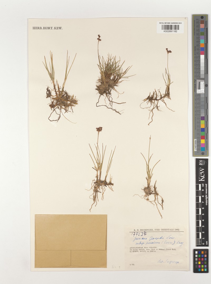 Juncus persicus subsp. persicus photo 2