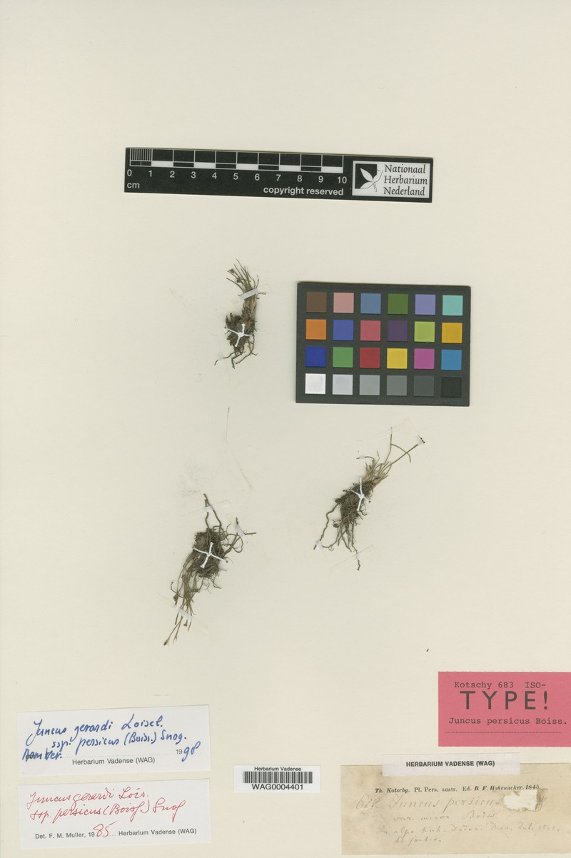 Juncus persicus subsp. persicus photo 3
