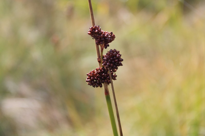 Juncus phaeanthus