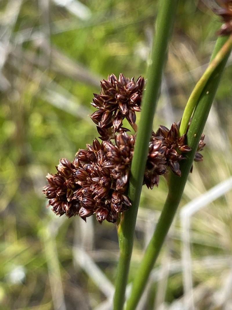 Juncus phaeanthus photo 2