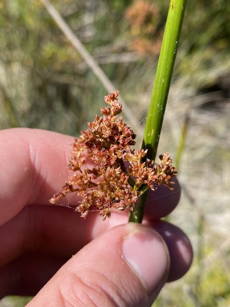 Juncus phaeanthus photo 3